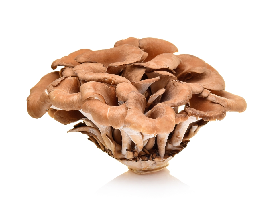 maitake