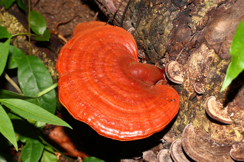 reishi