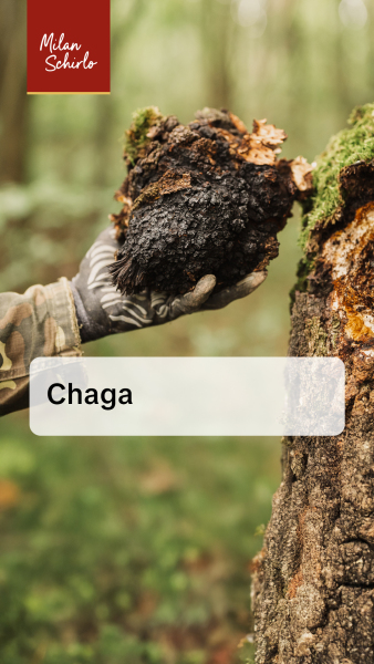 Reels_Chaga.jpg