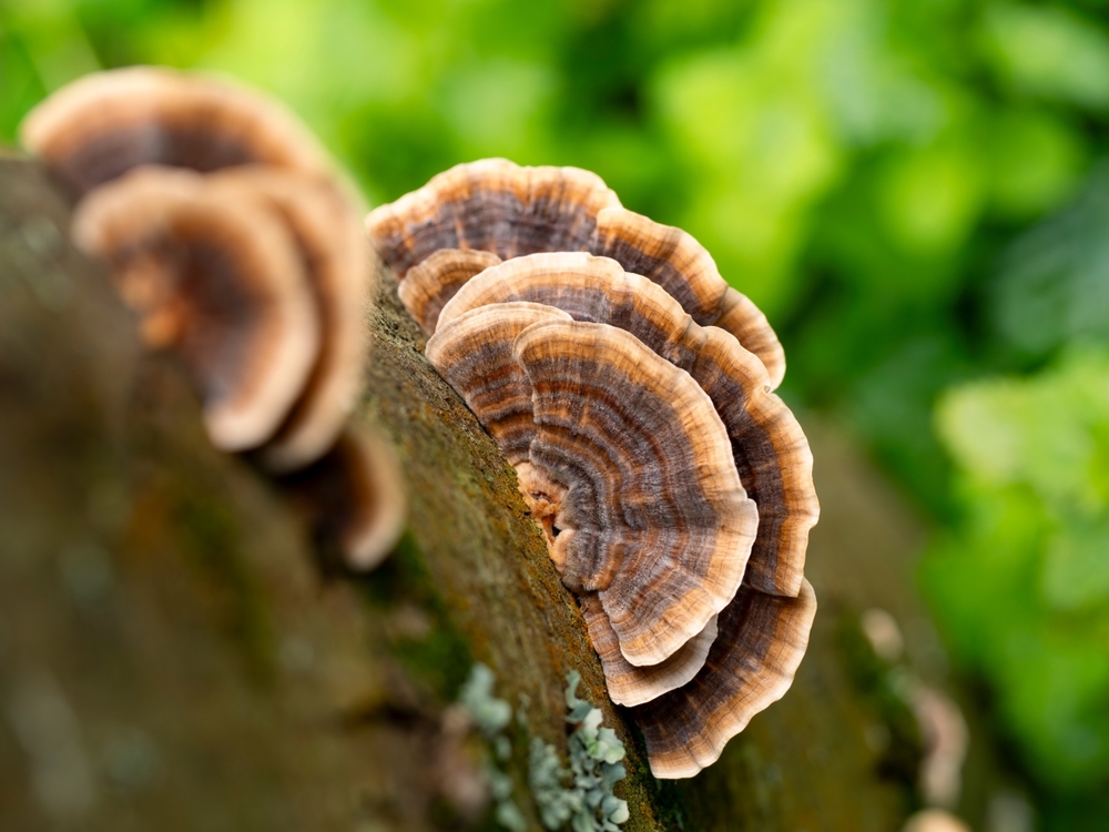 shutterstock_2384626901-2.jpg