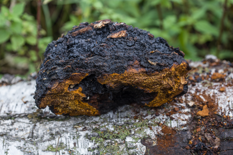 Chaga, houba pro zdravé trávení