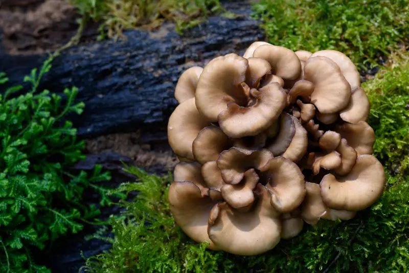 Maitake, preventivní houba stáří