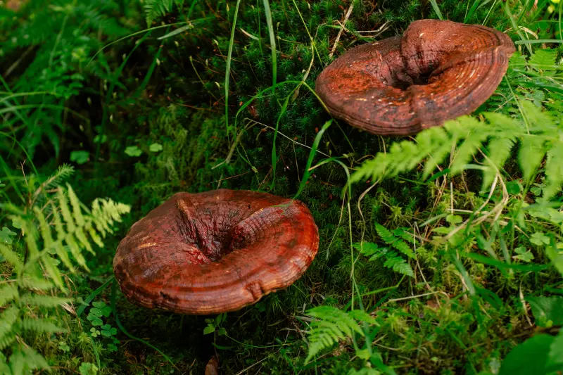 Reishi – houba klidu a dlouhověkosti